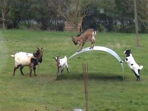 goats playing on metal sheet|Video of goats balancing on wobbly metal sheet could melt the .